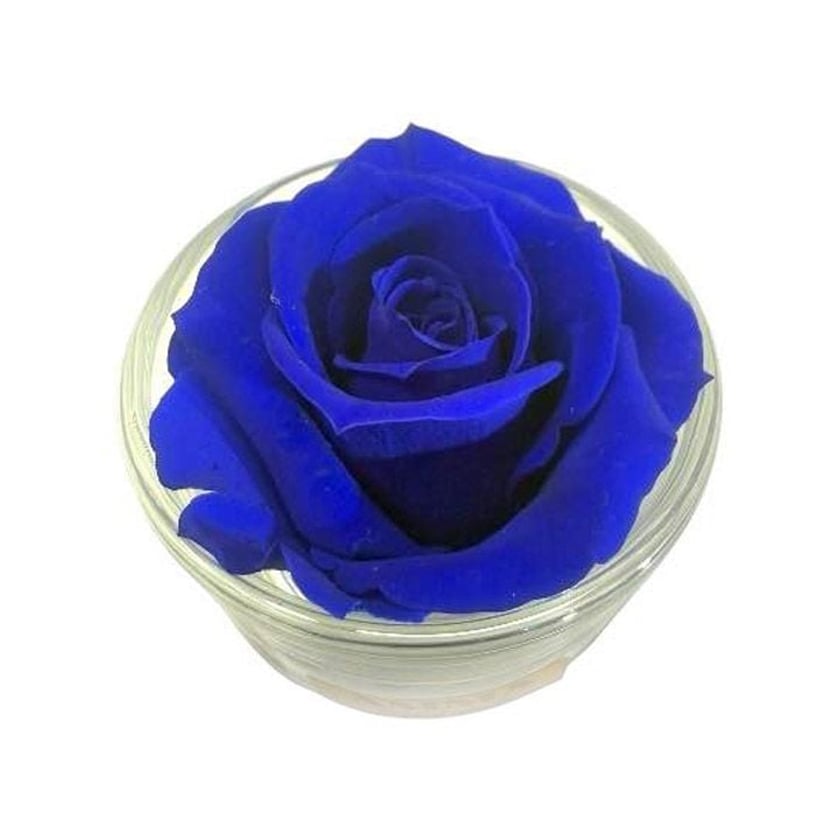 Amma Roses Crystal Garden Candy Velvet Blue