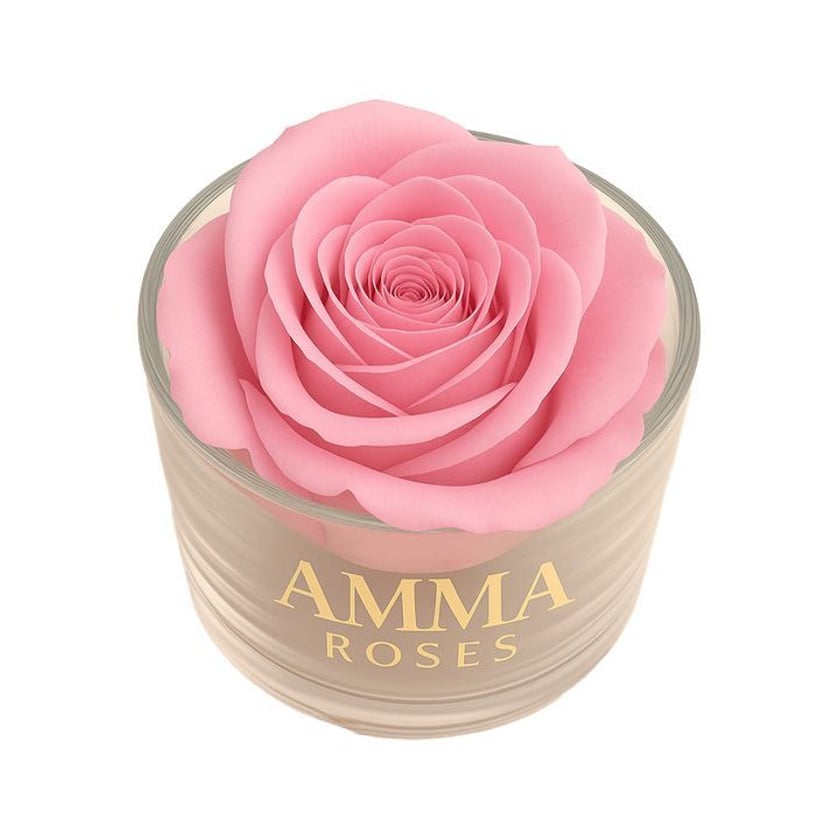 Amma Roses Crystal Garden Candy Pink