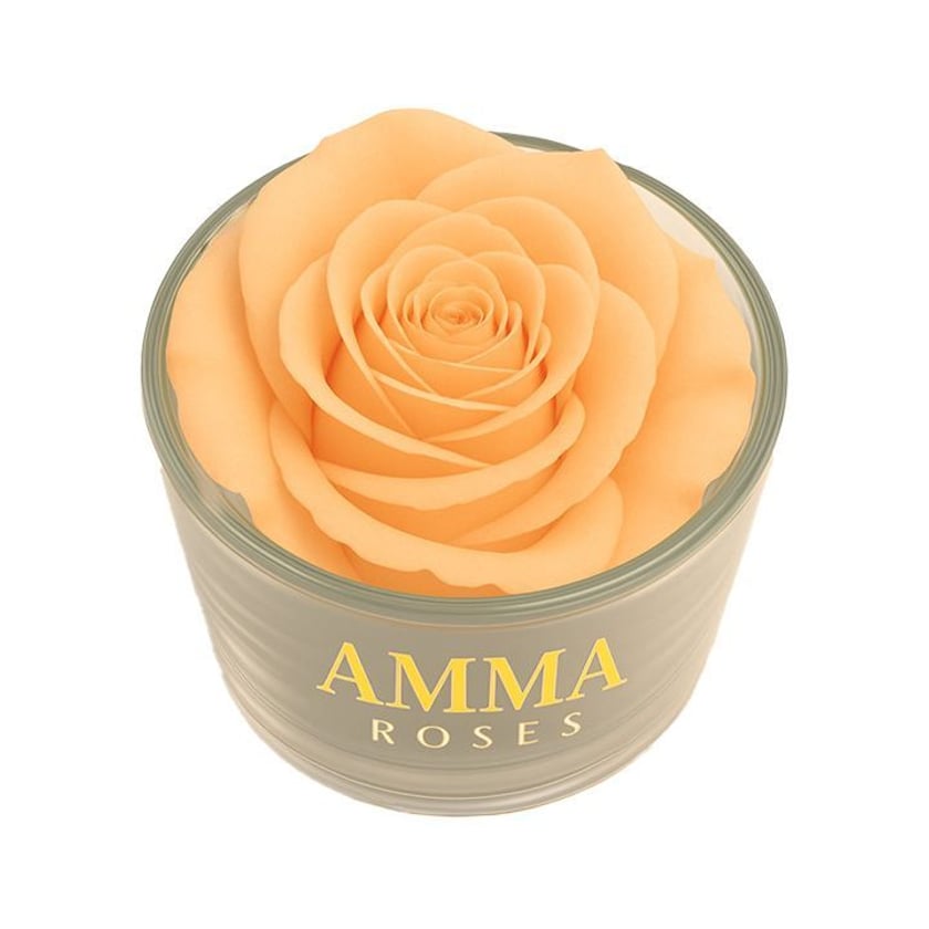 Amma Roses Crystal Garden Candy Peach